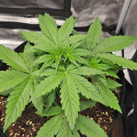 Toofless Alien - Mephisto Genetics growlog timeline photo