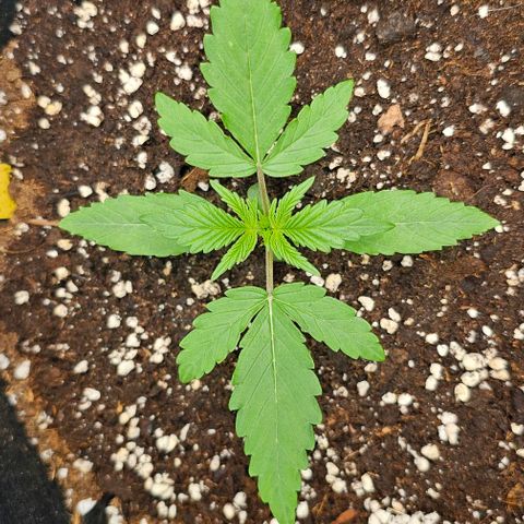 Mango Smile - Mephisto Genetics growlog timeline photo