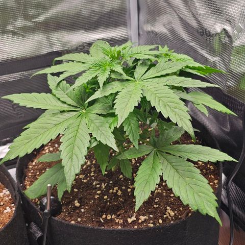 Toofless Alien - Mephisto Genetics growlog timeline photo