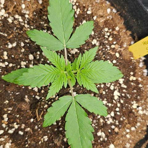 Mango Smile - Mephisto Genetics growlog timeline photo