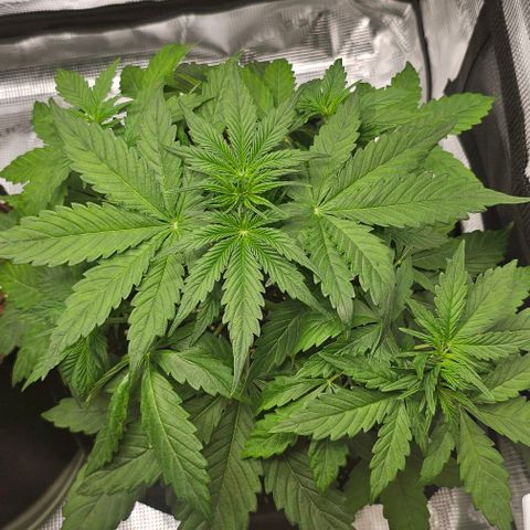Toofless Alien - Mephisto Genetics growlog timeline photo