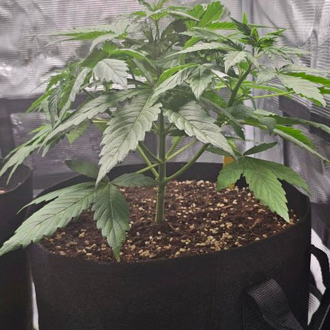 Toofless Alien - Mephisto Genetics growlog timeline photo