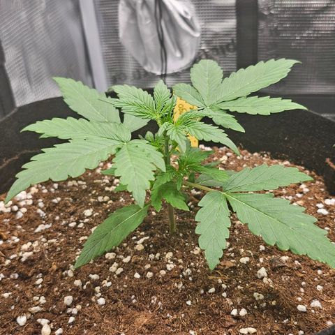 Mango Smile - Mephisto Genetics growlog timeline photo