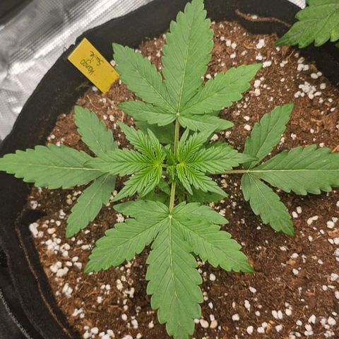 Mango Smile - Mephisto Genetics growlog timeline photo