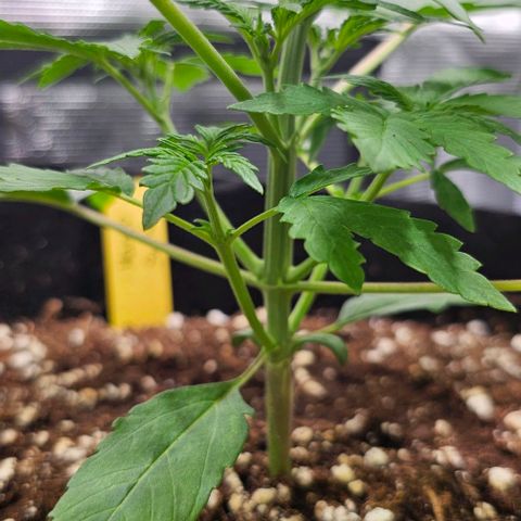 Mango Smile - Mephisto Genetics growlog timeline photo