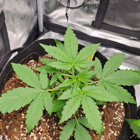 Mango Smile - Mephisto Genetics growlog timeline photo