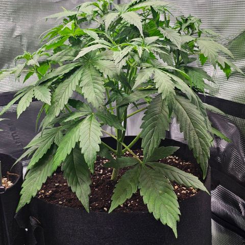 Toofless Alien - Mephisto Genetics growlog timeline photo