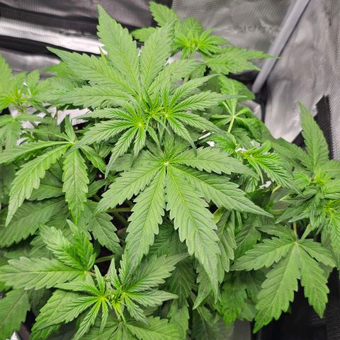 Toofless Alien - Mephisto Genetics growlog timeline photo