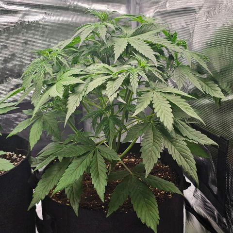 Toofless Alien - Mephisto Genetics growlog timeline photo