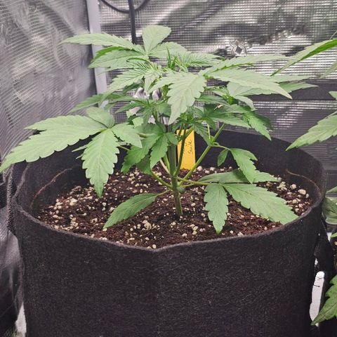 Mango Smile - Mephisto Genetics growlog timeline photo