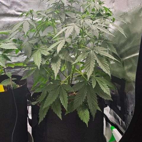 Toofless Alien - Mephisto Genetics growlog timeline photo