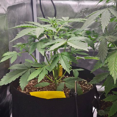 Mango Smile - Mephisto Genetics growlog timeline photo