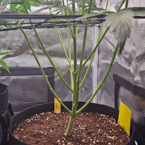 Toofless Alien - Mephisto Genetics growlog timeline photo