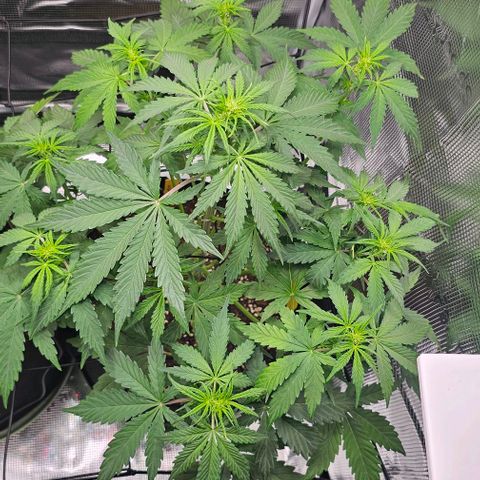 Toofless Alien - Mephisto Genetics growlog timeline photo