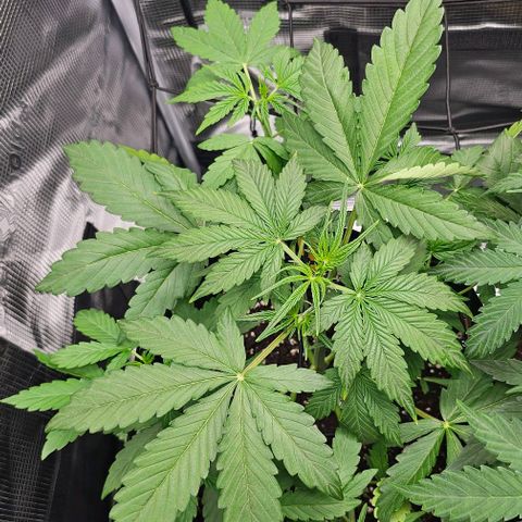 Mango Smile - Mephisto Genetics growlog timeline photo
