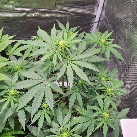 Toofless Alien - Mephisto Genetics growlog timeline photo