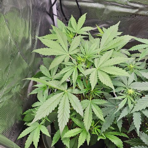 Mango Smile - Mephisto Genetics growlog timeline photo