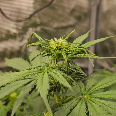 Toofless Alien - Mephisto Genetics growlog timeline photo