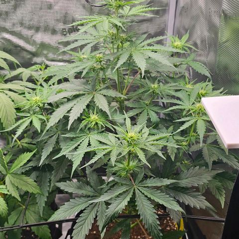 Toofless Alien - Mephisto Genetics growlog timeline photo