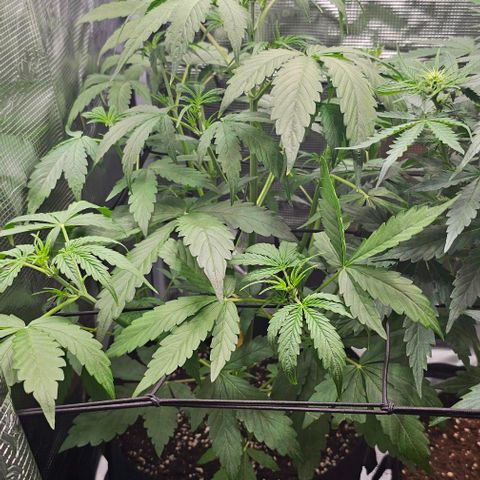 Mango Smile - Mephisto Genetics growlog timeline photo