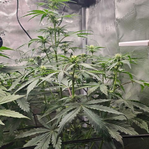 Toofless Alien - Mephisto Genetics growlog timeline photo