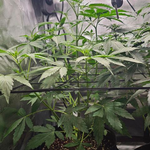 Mango Smile - Mephisto Genetics growlog timeline photo