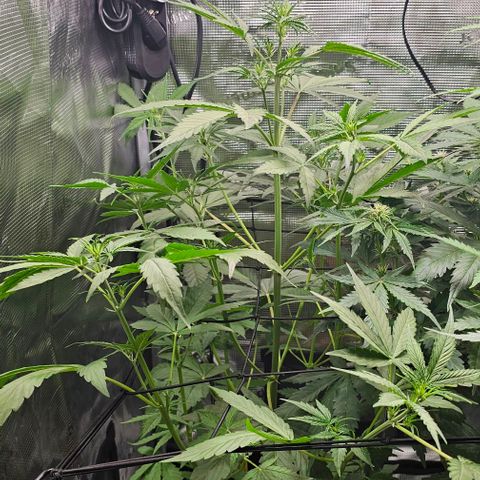 Mango Smile - Mephisto Genetics growlog timeline photo