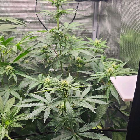 Toofless Alien - Mephisto Genetics growlog timeline photo