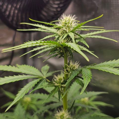Toofless Alien - Mephisto Genetics growlog timeline photo