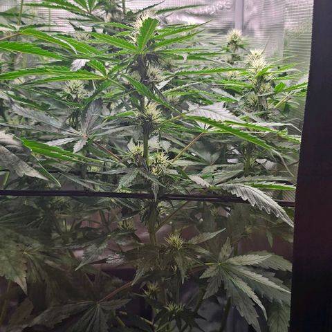 Toofless Alien - Mephisto Genetics growlog timeline photo