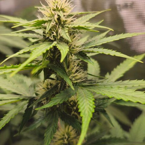 Toofless Alien - Mephisto Genetics growlog timeline photo