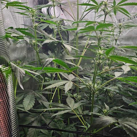 Mango Smile - Mephisto Genetics growlog timeline photo