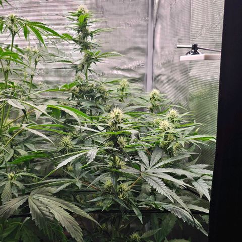 Toofless Alien - Mephisto Genetics growlog timeline photo