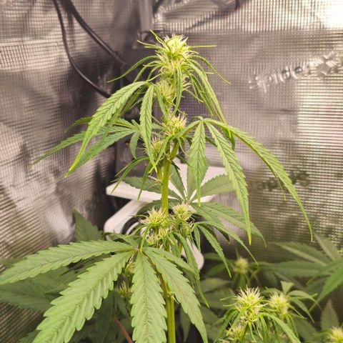 Mango Smile - Mephisto Genetics growlog timeline photo