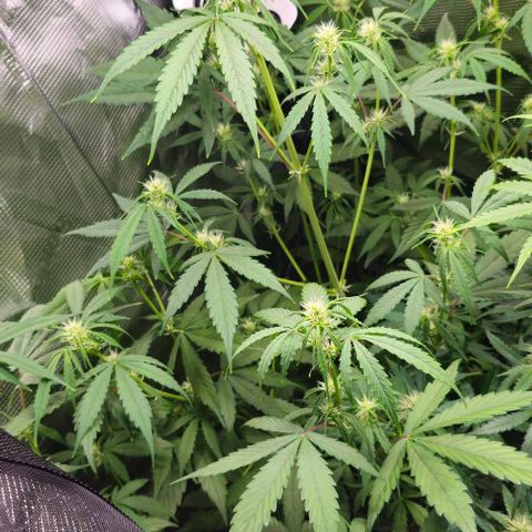 Mango Smile - Mephisto Genetics growlog timeline photo