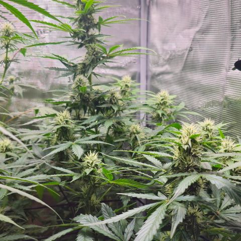 Toofless Alien - Mephisto Genetics growlog timeline photo