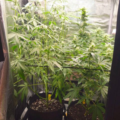 Mango Smile - Mephisto Genetics growlog timeline photo