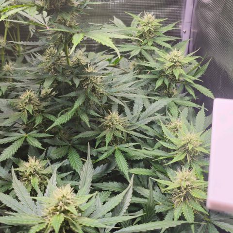 Toofless Alien - Mephisto Genetics growlog timeline photo