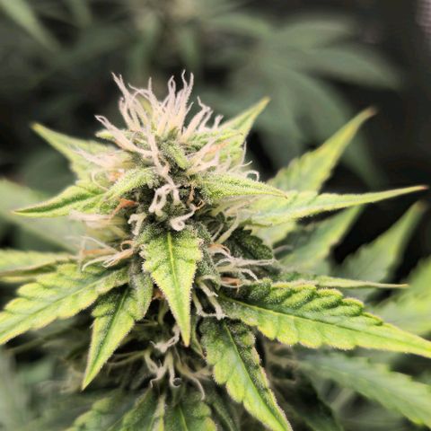Toofless Alien - Mephisto Genetics growlog timeline photo