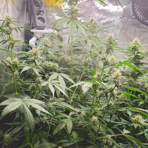 Mango Smile - Mephisto Genetics growlog timeline photo