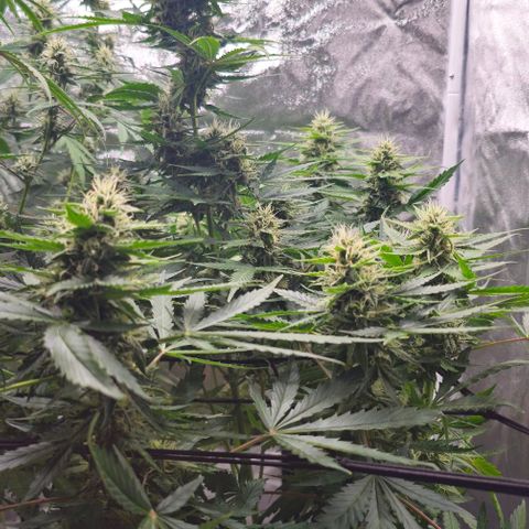 Toofless Alien - Mephisto Genetics growlog timeline photo