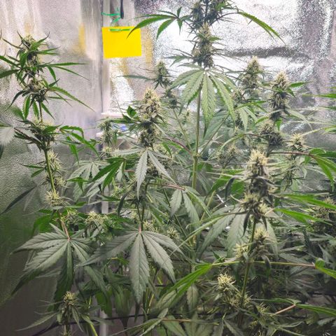 Mango Smile - Mephisto Genetics growlog timeline photo