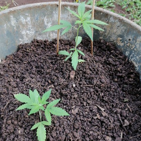 Las Chaves  growlog timeline photo
