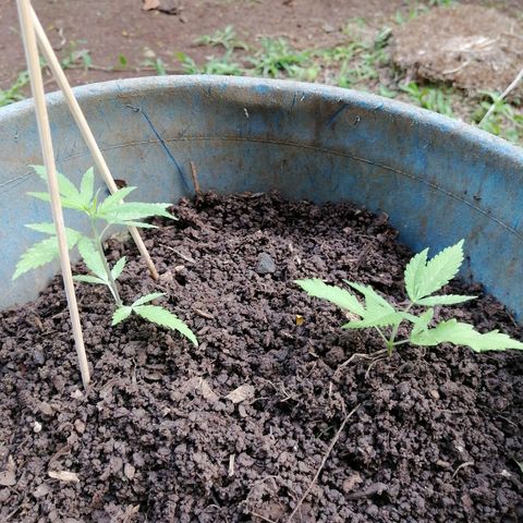 Las Chaves  growlog timeline photo