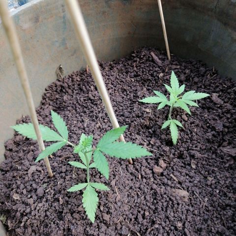 Las Chaves  growlog timeline photo