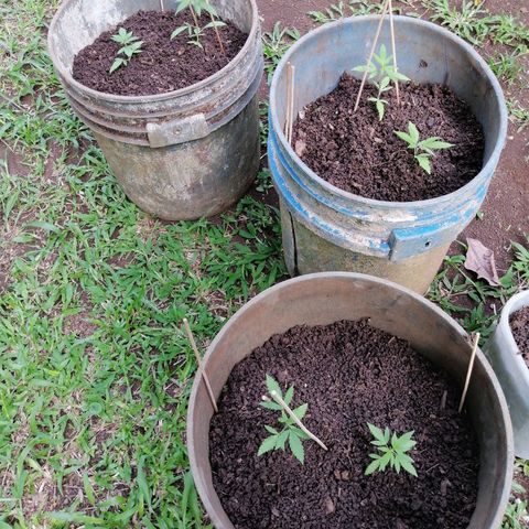 Las Chaves  growlog timeline photo