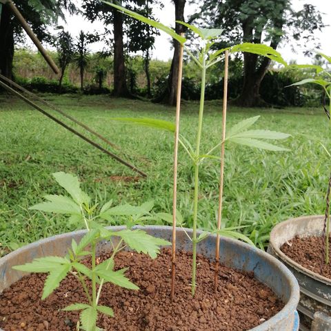 Las Chaves  growlog timeline photo
