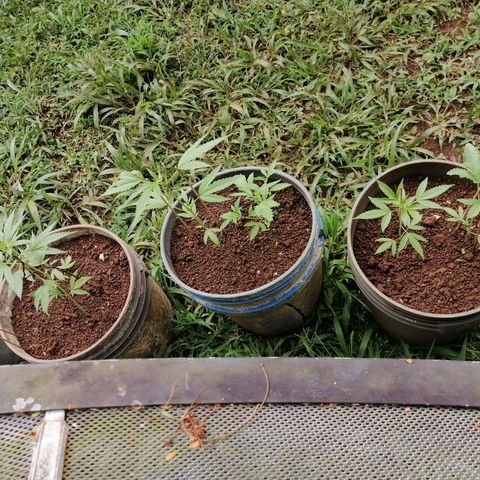 Las Chaves  growlog timeline photo