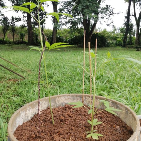 Las Chaves  growlog timeline photo