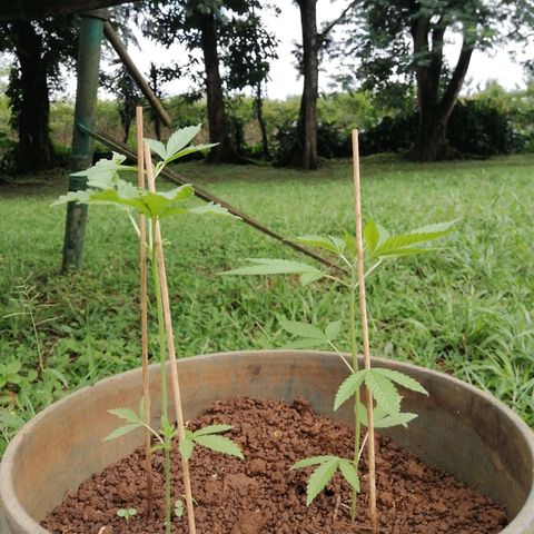 Las Chaves  growlog timeline photo